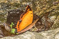 Scarce Tawny Rajah Charaxes aristogiton aristogiton