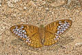 Short-banded Viscount Tanaecia aruna aruna