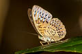 Short-banded Viscount Tanaecia aruna aruna