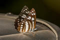 Short-banded Sailor Phaedyma columella martabana (Short-banded Grey Sailor)