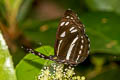 Short-banded Sailor Phaedyma columella martabana (Short-banded Grey Sailor)