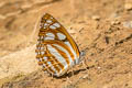 Short-banded Sailor Phaedyma columella martabana (Short-banded Grey Sailor)