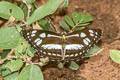 Short-banded Sailor Phaedyma columella martabana (Short-banded Grey Sailor)