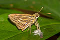 Short-streaked Lancer Pyroneura latoia latoia (Yellow-vein Lancer)