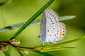 Short-tailed Blue Cupido argiades diporides (Chapma's Cupid)