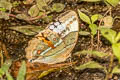 Siamese Junglequeen Stichophthalma louisa siamensis