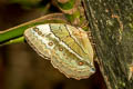 Siamese Junglequeen Stichophthalma louisa siamensis