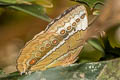 Siamese Junglequeen Stichophthalma louisa siamensis