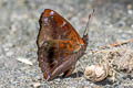 Siamese Black Prince Rohana parisatis pseudosiamensis