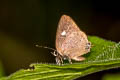 Siamese Onyx Ahmetia achaja