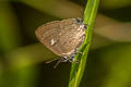 Siamese Onyx Ahmetia achaja