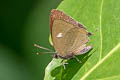 Siamese Onyx Ahmetia achaja