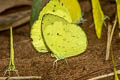 Siamese Pale Grass Yellow Eurema novapallida phukiwoana