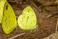 Siamese Pale Grass Yellow Eurema novapallida phukiwoana