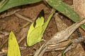 Siamese Pale Grass Yellow Eurema novapallida phukiwoana