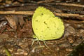 Siamese Pale Grass Yellow Eurema novapallida phukiwoana