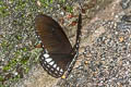 Siamese Raven Papilio castor mahadeva