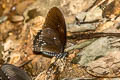Siamese Raven Papilio castor mahadeva