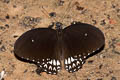 Siamese Raven Papilio castor mahadeva