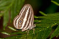 Siamese Ringlet Ragadia critias