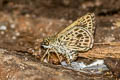 Silver-breast Ace Sovia albipectus