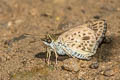 Silver-breast Ace Halpemorpha albipectus
