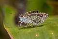 Silver-breast Ace Halpemorpha albipectus