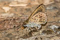 Silver-breast Ace Halpemorpha albipectus