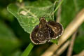 Silver-breast Ace Halpemorpha albipectus