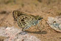 Silver-breast Ace Halpemorpha albipectus
