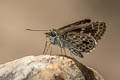 Silver-breast Ace Halpemorpha albipectus