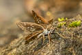 Silver-breast Ace Halpemorpha albipectus