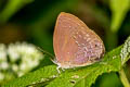 Silver-streaked Acacia Blue Zinaspa todara karennia