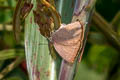 Silver-streaked Acacia Blue Zinaspa todara karennia