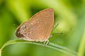 Silver-streaked Acacia Blue Zinaspa todara karennia