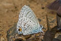 Silver Forget-me-not Catochrysops panormus exiguus