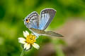 Silver Forget-me-not Catochrysops panormus exiguus