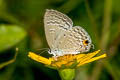 Silver Forget-me-not Catochrysops panormus exiguus