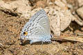 Silver Forget-me-not Catochrysops panormus exiguus