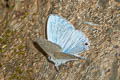 Silver Forget-me-not Catochrysops panormus exiguus