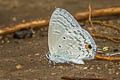 Silver Forget-me-not Catochrysops panormus exiguus