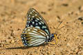 Siren Hestina persimilis persimilis