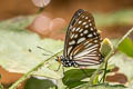 Siren Hestina persimilis persimilis