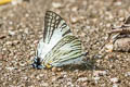Sixbar Swordtail Graphium eurous inthanon