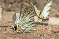 Sixbar Swordtail Graphium eurous inthanon