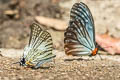 Sixbar Swordtail Graphium eurous inthanon