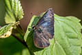 Slate Flash Rapala manea schistacea 