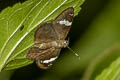 Small Banded Flat Celaenorrhinus nigricans nigricans 