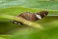 Small Banded Flat Celaenorrhinus nigricans nigricans 