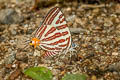 Small Long-banded Silverline Spindasis lohita himalayanus
